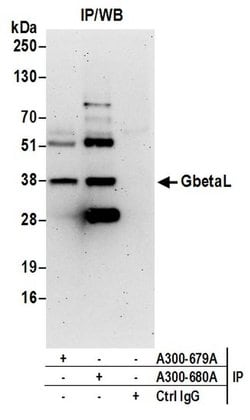 GbetaL Rabbit anti-Human, Mouse, Polyclonal, Bethyl Laboratories 100 &mu;L;