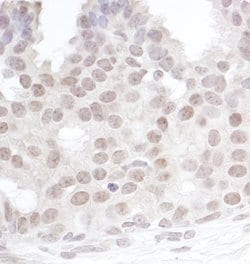 Gemin4 Rabbit anti-Human, Polyclonal, Bethyl Laboratories 100 &mu;L; Unconjugated:Antibodies,