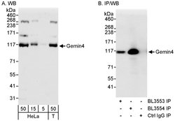 Gemin4 Rabbit anti-Human, Polyclonal, Bethyl Laboratories 100 &mu;L; Unconjugated:Antibodies,