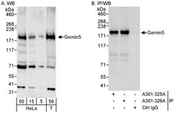 Gemin5 Rabbit anti-Human, Polyclonal, Bethyl Laboratories 100 &mu;L; Unconjugated:Antibodies,