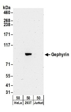 Gephyrin Rabbit anti-Human, Polyclonal, Bethyl Laboratories 100 &mu;L;