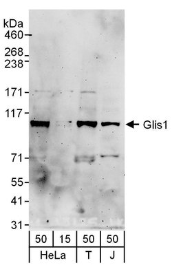 Glis1 Rabbit anti-Human, Polyclonal, Bethyl Laboratories 10 &mu;L | Buy Online | Bethyl Laboratories, Inc | Fisher Scientific