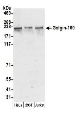 Golgin-160 Polyclonal Antibody, Bethyl Laboratories:Antibodies:Primary