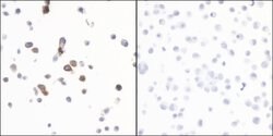 Granzyme B Recombinant Rabbit Monoclonal Antibody (BLR022E), Bethyl Laboratories:Antibodies:Primary
