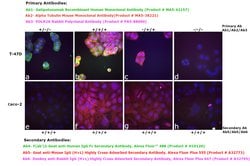 Invitrogen F(ab')2-Goat anti-Human IgG Fc Secondary Antibody, Alexa Fluor
