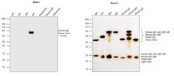 Invitrogen™ Goat anti-Human IgE Fc Secondary Antibody