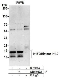 H1F0/Histone H1.0 Rabbit anti-Human, Mouse, Polyclonal, Bethyl Laboratories