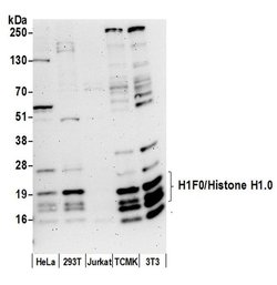H1F0/Histone H1.0 Rabbit anti-Human, Mouse, Polyclonal, Bethyl Laboratories