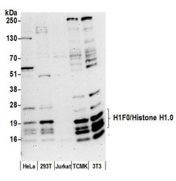 H1F0/Histone H1.0 Polyclonal Antibody, Bethyl Laboratories 20 &mu;L; Unconjugated:Antibodies,
