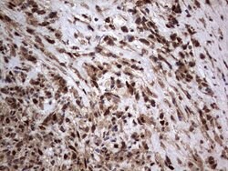 H2AFY2 Monoclonal Antibody (OTI1C2), TrueMAB , OriGene 100 &mu;L; Unconjugated:Antibodies,