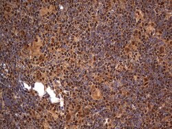 H2AFY2 Monoclonal Antibody (OTI1C2), TrueMAB , OriGene 100 &mu;L; Unconjugated:Antibodies,