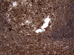 H2AFY2 Monoclonal Antibody (OTI1C2), TrueMAB , OriGene 100 &mu;L; Unconjugated:Antibodies,