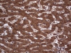 H2AFY2 Monoclonal Antibody (OTI1C2), TrueMAB , OriGene 100 &mu;L; Unconjugated:Antibodies,