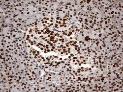 H2AFY2 Mouse anti-Human, Clone: OTI1E9, lyophilized, TrueMAB 100 &mu;g;