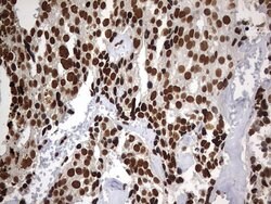 H2AFY2 Mouse anti-Human, Clone: OTI1E9, lyophilized, TrueMAB 100 &mu;g;
