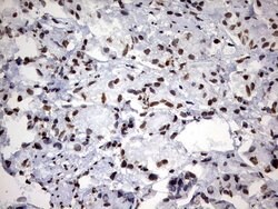 H2AFY2 Mouse anti-Human, Clone: OTI1E9, lyophilized, TrueMAB 100 &mu;g;