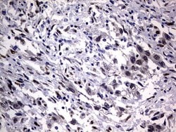 H2AFY2 Monoclonal Antibody (OTI1F5), TrueMAB , OriGene 100 &mu;L; Unconjugated:Antibodies,