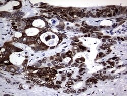 H2AFY2 Monoclonal Antibody (OTI1F5), TrueMAB , OriGene 100 &mu;L; Unconjugated:Antibodies,