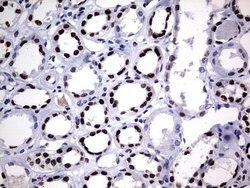 H2AFY2 Monoclonal Antibody (OTI1F5), TrueMAB , OriGene 100 &mu;L; Unconjugated:Antibodies,