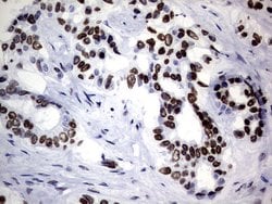H2AFY2 Monoclonal Antibody (OTI1F5), TrueMAB , OriGene 100 &mu;L; Unconjugated:Antibodies,