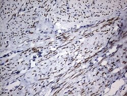 H2AFY2 Monoclonal Antibody (OTI1E1), TrueMAB , OriGene 100 &mu;L; Unconjugated:Antibodies,