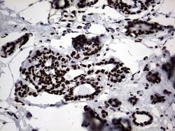 H2AFY2 Monoclonal Antibody (OTI1F6), TrueMAB , OriGene 30 &mu;L; Unconjugated:Antibodies,