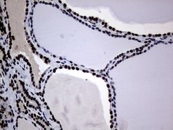 H2AFY2 Monoclonal Antibody (OTI1F6), TrueMAB , OriGene 30 &mu;L; Unconjugated:Antibodies,