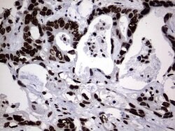 H2AFY2 Monoclonal Antibody (OTI1F6), TrueMAB , OriGene 30 &mu;L; Unconjugated:Antibodies,