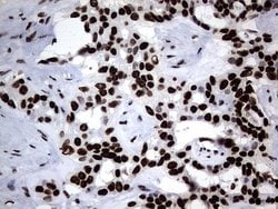 H2AFY2 Monoclonal Antibody (OTI1F6), TrueMAB , OriGene 30 &mu;L; Unconjugated:Antibodies,