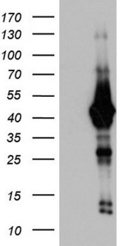 H2AFY2 Mouse anti-Human, Clone: OTI1E9, lyophilized, TrueMAB 100 &mu;g;