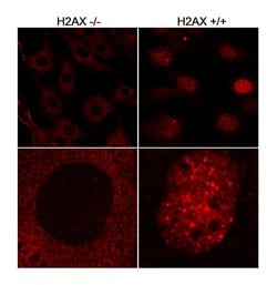 H2AX Rabbit anti-Human, Mouse, Polyclonal, Bethyl Laboratories 100 &mu;L;
