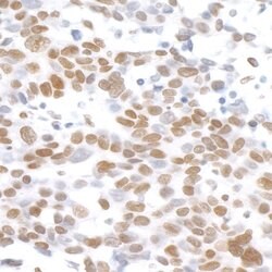 H2AX Rabbit anti-Human, Mouse, Polyclonal, Bethyl Laboratories 100 &mu;L;