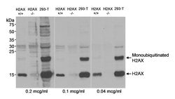 H2AX Rabbit anti-Human, Mouse, Polyclonal, Bethyl Laboratories 100 &mu;L;