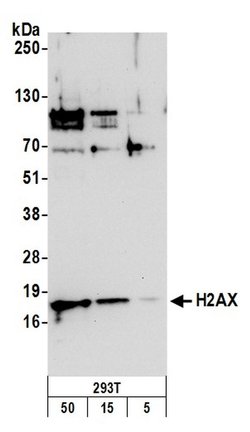 H2AX Rabbit anti-Human, Mouse, Polyclonal, Bethyl Laboratories 100 &mu;L;