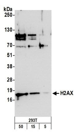 H2AX Polyclonal Antibody, Bethyl Laboratories 20 &mu;L; Unconjugated:Antibodies,