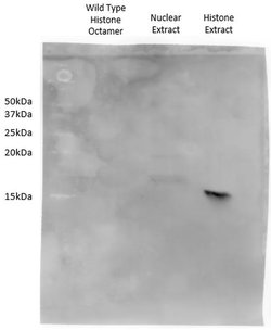 Invitrogen Histone H2A.X Recombinant Rabbit Monoclonal Antibody (1H65L16)