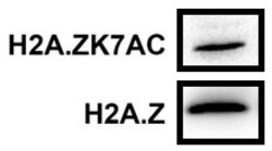 Invitrogen Histone H2A.Z Recombinant Rabbit Monoclonal Antibody (RM215)