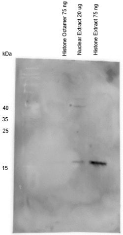 Invitrogen HIST2H2BE Polyclonal Antibody 100 &mu;L; Unconjugated:Antibodies,