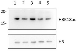 Invitrogen H3K18ac Polyclonal Antibody, ChIP-Verified 100 &mu;L; Unconjugated:Antibodies,
