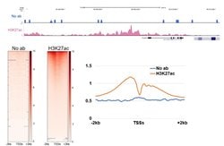 Invitrogen H3K27ac Monoclonal Antibody, ChIP-Verified 10 &mu;g; Unconjugated:Antibodies,