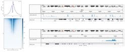 Invitrogen H3K27ac Monoclonal Antibody, ChIP-Verified 10 &mu;g; Unconjugated:Antibodies,