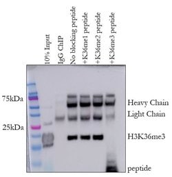 H3K36me3 Rabbit anti-Human, Mouse, Clone: RM155, Invitrogen 20 &mu;g; Unconjugated:Antibodies,
