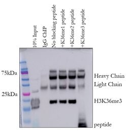 H3K36me3 Rabbit anti-Human, Mouse, Clone: RM155, Invitrogen 20 &mu;g; Unconjugated:Antibodies,