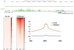 Invitrogen H3K4me1 Recombinant Superclonal Antibody, ChIP-Verified:Antibodies:Primary