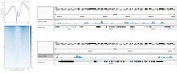 Invitrogen H3K4me1 Recombinant Superclonal Antibody, ChIP-Verified:Antibodies:Primary