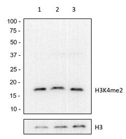 Invitrogen H3K4me2 Recombinant Rabbit Monoclonal Antibody (24H8L19), ChIP-Verified