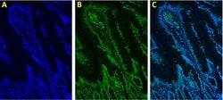 Invitrogen H3K4me3 Recombinant Rabbit Monoclonal Antibody (14H24L5) 100