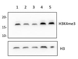 Invitrogen H3K4me3 Recombinant Polyclonal Antibody (9HCLC), ChIP-Verified,