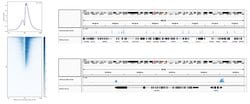 Invitrogen H3K4me3 Recombinant Rabbit Monoclonal Antibody (RM340), ChIP-Verified