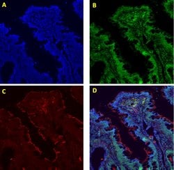 Invitrogen H3K4me3 Recombinant Rabbit Monoclonal Antibody (14H24L5) 100